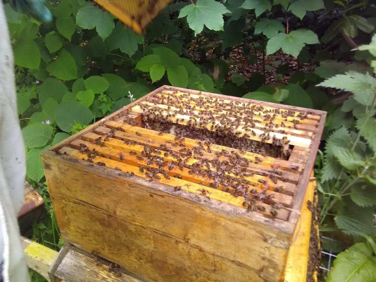 凯尔斯 Castletownmoor Clinic & Permaculture Farm酒店 外观 照片