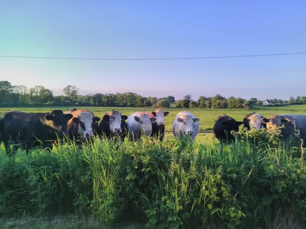 凯尔斯 Castletownmoor Clinic & Permaculture Farm酒店 外观 照片
