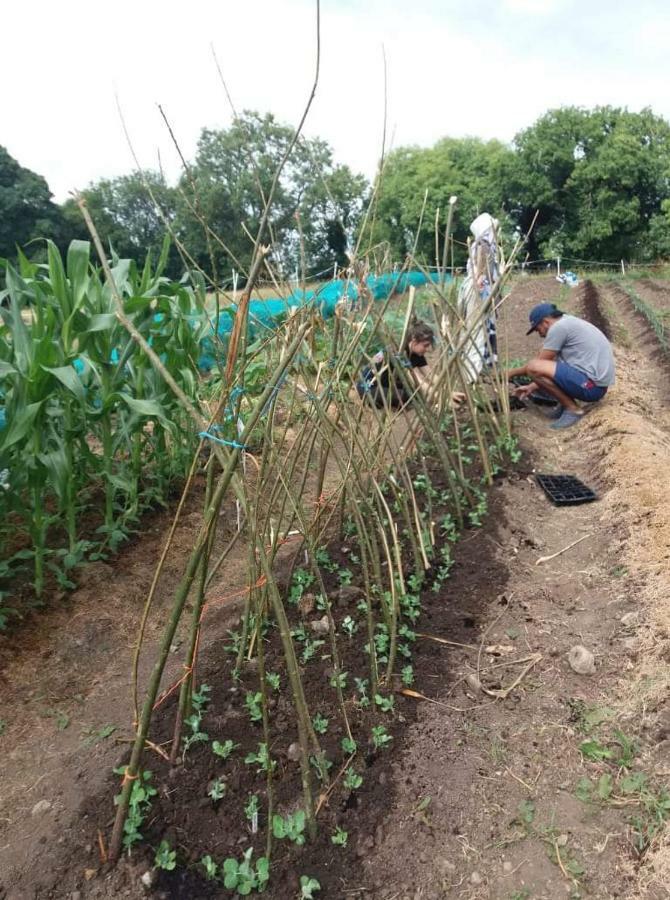 凯尔斯 Castletownmoor Clinic & Permaculture Farm酒店 外观 照片