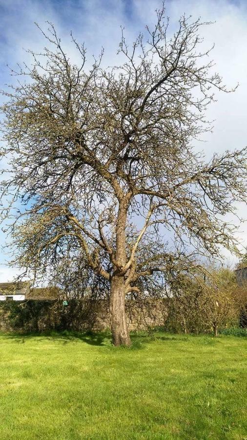凯尔斯 Castletownmoor Clinic & Permaculture Farm酒店 外观 照片